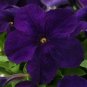 Petunia EZ Rider Blue 1,000 seeds