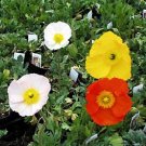 Papaver nudicale San Remo 2,000 seeds