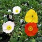 Papaver nudicale San Remo 2,000 seeds