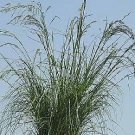 Eragrostis curvula Weeping Love 1,000 seeds