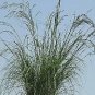 Eragrostis curvula Weeping Love 1,000 seeds