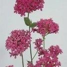 Silene orientalis 2,000 seeds