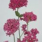 Silene orientalis 2,000 seeds