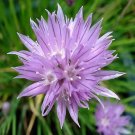 Chives Grolau 1,000 seeds