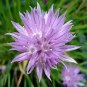 Chives Grolau 1,000 seeds
