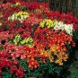 Snapdragon Floral Carpet Mix 2,000 seeds