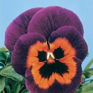Pansy Joker Poker Face 1,000 seeds