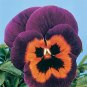 Pansy Joker Poker Face 1,000 seeds