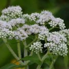 Boneset Eup. perf. 2,000 seeds