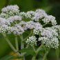 Boneset Eup. perf. 2,000 seeds