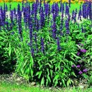 Salvia Rhea 1,000 seeds