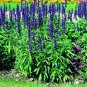 Salvia Rhea 1,000 seeds