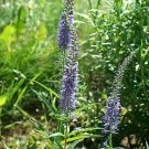 Veronica grandis 2,000 seeds