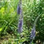 Veronica grandis 2,000 seeds