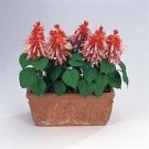 Salvia Vista Salmon 1,000 seeds