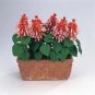 Salvia Vista Salmon 1,000 seeds
