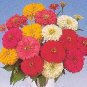 Zinnia Cut & Come Again Mix 2,000 seeds