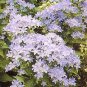Campanula lactiflora New Hybrids 2,000 seeds
