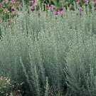 Artemisia frigida 5,000 seeds