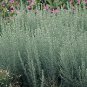 Artemisia frigida 5,000 seeds