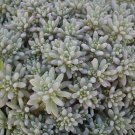 Sedum hispanicum 2,000 seeds