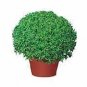 Basil Goddess 2,000 seeds