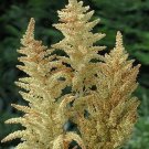 Amaranthus Autumn Touch 2,000 seeds