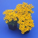 Coreopsis Great Plains Yellow 10,000 seeds