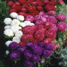 Aster Perfection Mix 1,000 seeds
