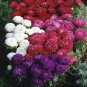 Aster Perfection Mix 1,000 seeds