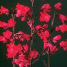 Heuchera sanguineum Firefly 5,000 seeds