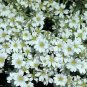Cerastium tomentosum columnae Snow in Summer 2,000 seeds