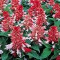 Salvia Vista Red and White 1,000 seeds