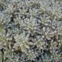 Sedum hispanicum 2,000 seeds