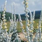 Verbascum bombyciferum Arctic Summer 2,000 seeds
