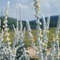 Verbascum bombyciferum Arctic Summer 2,000 seeds