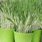 Hordeum Variegated Cat Grass 1,000 seeds