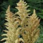 Amaranthus Autumn Touch 2,000 seeds