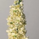 Stock Goldcut Yellow 1,000 seeds