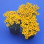 Coreopsis Great Plains Yellow 10,000 seeds