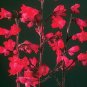 Heuchera sanguineum Firefly 5,000 seeds