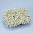 Alyssum Sweet Alice White 5,000 seeds