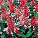 Salvia Vista Red and White 1,000 seeds
