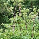 Angelica archangelica Wild Parsnip 2,000 seeds