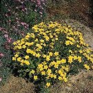 Linum (Flax) flavum Compactum 2,000 seeds