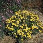 Linum (Flax) flavum Compactum 2,000 seeds