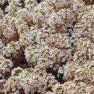 Alyssum Blooming Basket of Snow 10,000 seeds