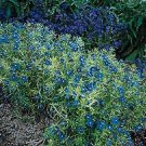 Anagallis Blue Light 2,000 seeds