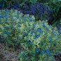 Anagallis Blue Light 2,000 seeds