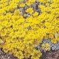 Sedum pulchellum 1,000 seeds